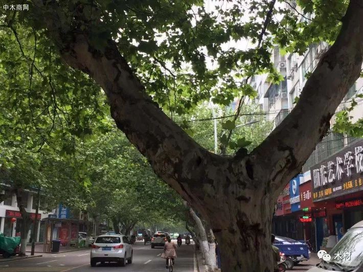 梧桐树三更雨_梧桐树三更雨的寓意和象征_梧桐树三更雨空阶滴到明