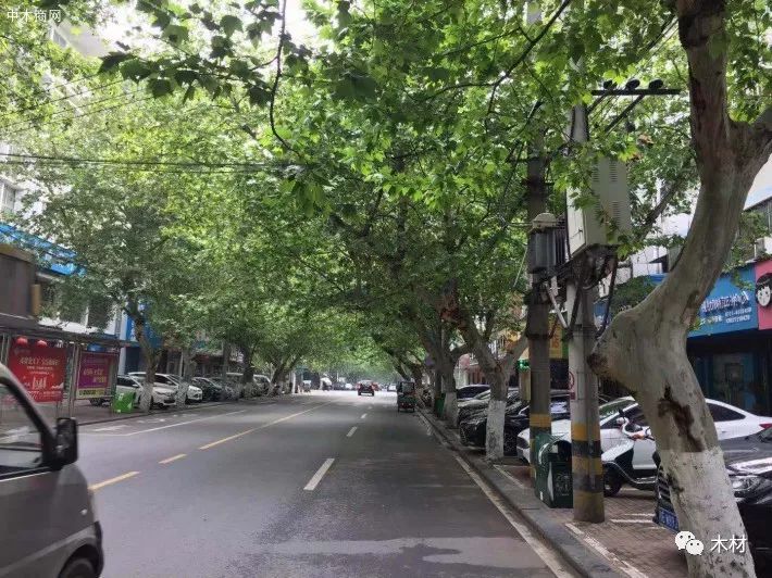 梧桐树三更雨的寓意和象征_梧桐树三更雨空阶滴到明_梧桐树三更雨