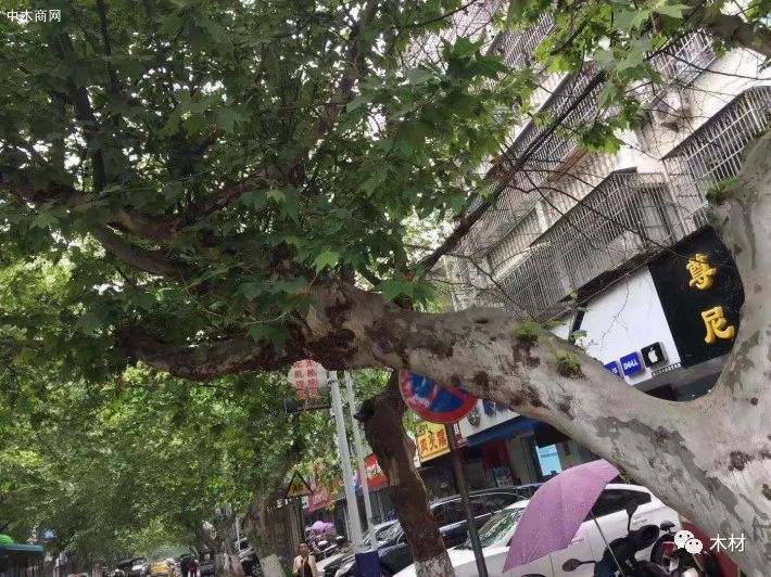 梧桐树三更雨_梧桐树三更雨的寓意和象征_梧桐树三更雨空阶滴到明
