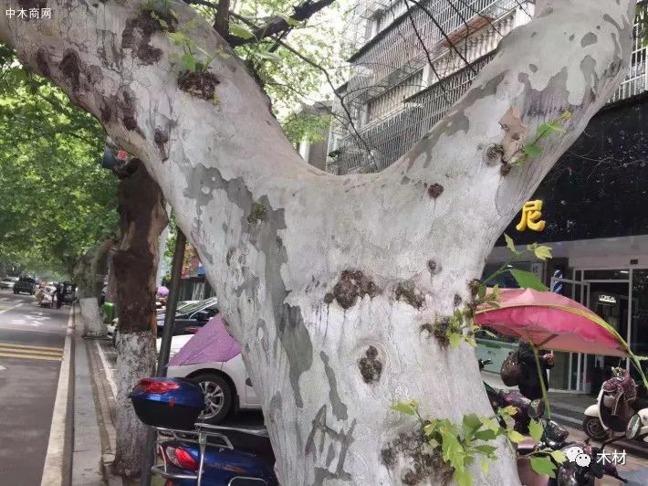 梧桐树三更雨的寓意和象征_梧桐树三更雨空阶滴到明_梧桐树三更雨
