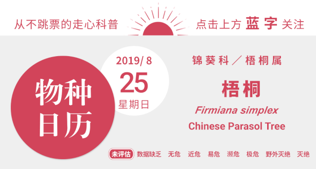 梧桐树三更雨空阶滴到明_梧桐树三更雨的寓意和象征_梧桐树 三更雨