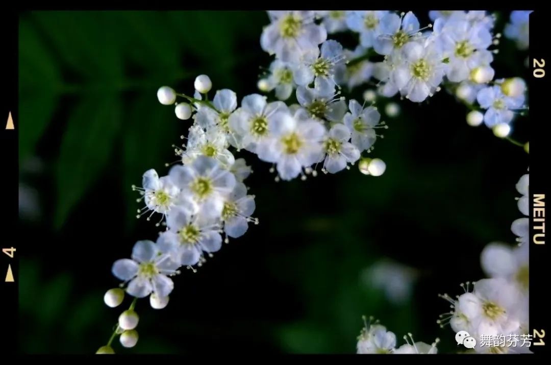 梅花引随缘过_梅花引_梅花引王特起
