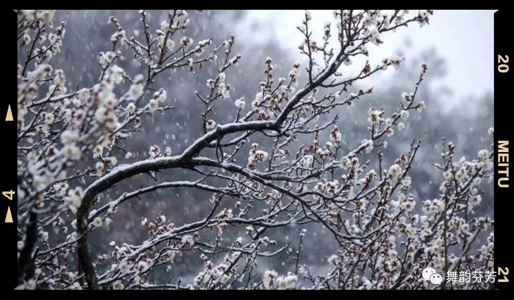 梅花引_梅花引随缘过_梅花引王特起