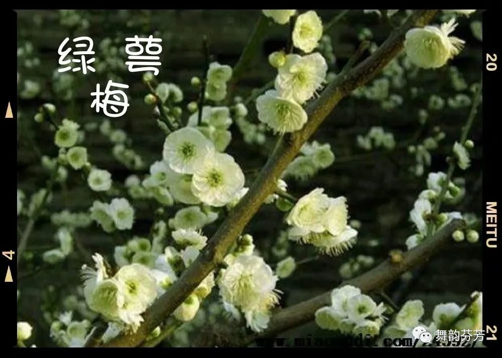 梅花引_梅花引王特起_梅花引随缘过