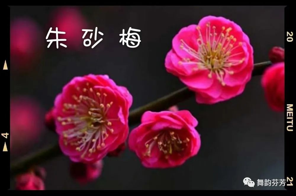 梅花引_梅花引王特起_梅花引随缘过
