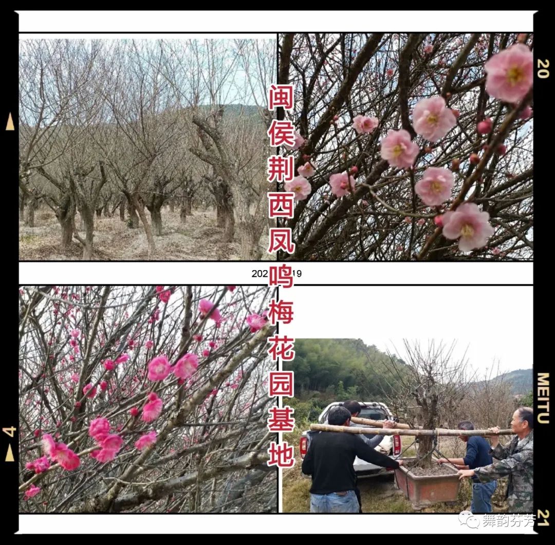 梅花引_梅花引王特起_梅花引随缘过