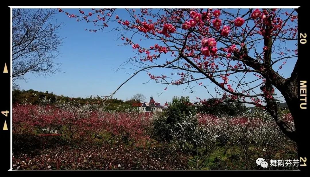 梅花引王特起_梅花引随缘过_梅花引