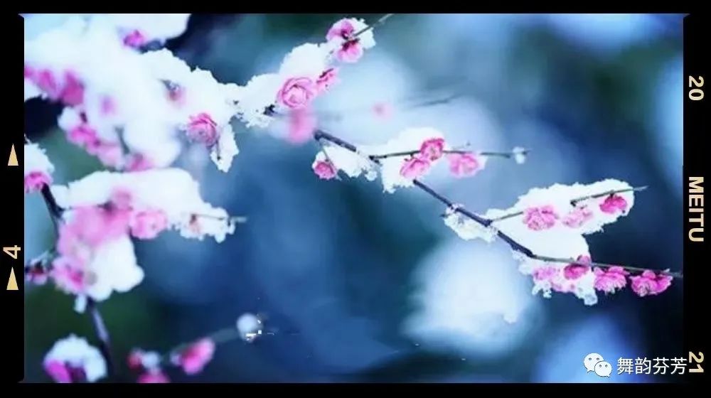 梅花引随缘过_梅花引_梅花引王特起