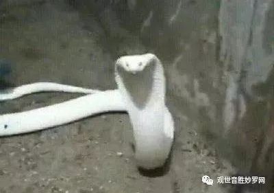 八字大无畏最上秘密心真言_大无畏真言文殊八字咒_佛心大无畏八字真言