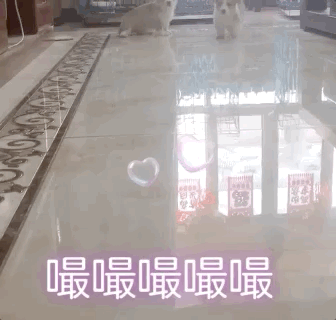 狗的名字能起什么_以狗取名字_狗起名字
