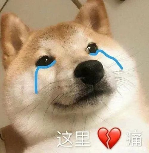 狗的名字能起什么_狗起名字_以狗取名字