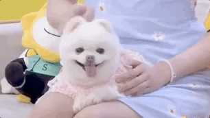 以狗取名字_狗起名字_狗的名字能起什么