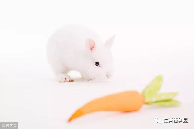 狗和兔配吗_兔狗配对指数_兔狗配的姻缘怎么样