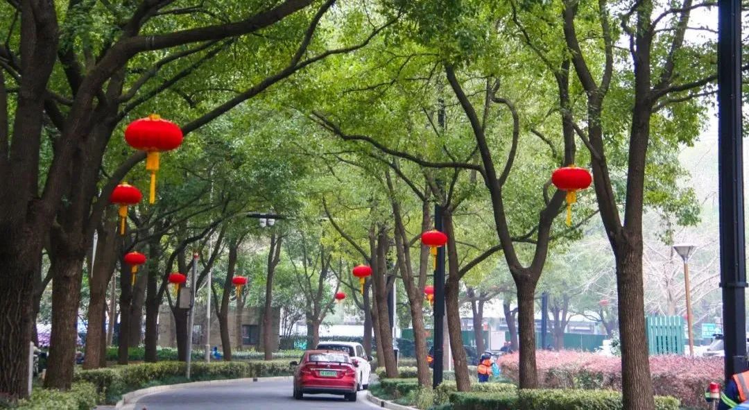 张灯结彩打一数_张灯结彩打一生肖_张灯结彩打动物