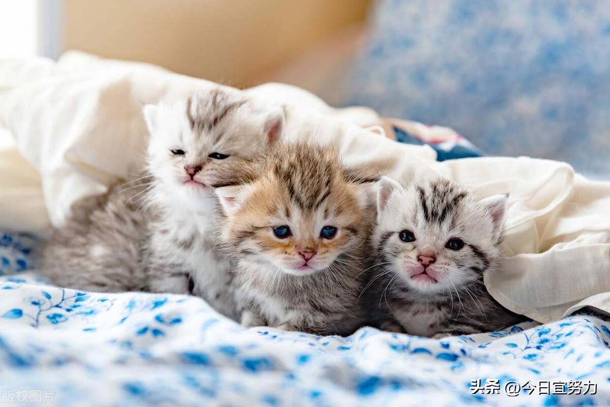 猫梦见猫是什么意思_梦见猫_猫梦见猫