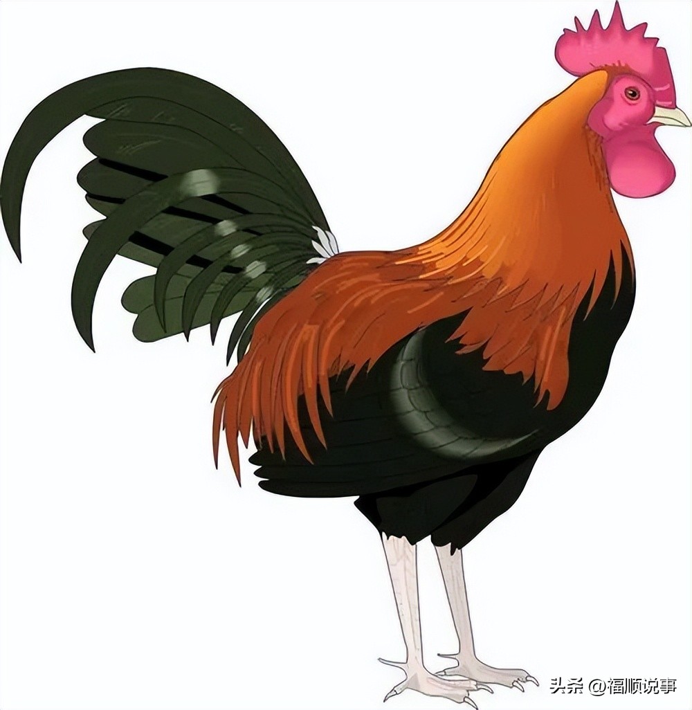 属鸡人生于什么月好_属鸡的出生月份最好_属鸡的几月出生最好