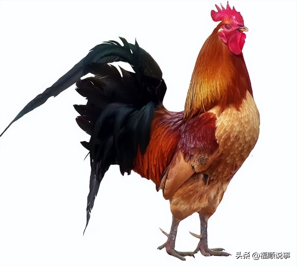 属鸡人生于什么月好_属鸡的出生月份最好_属鸡的几月出生最好