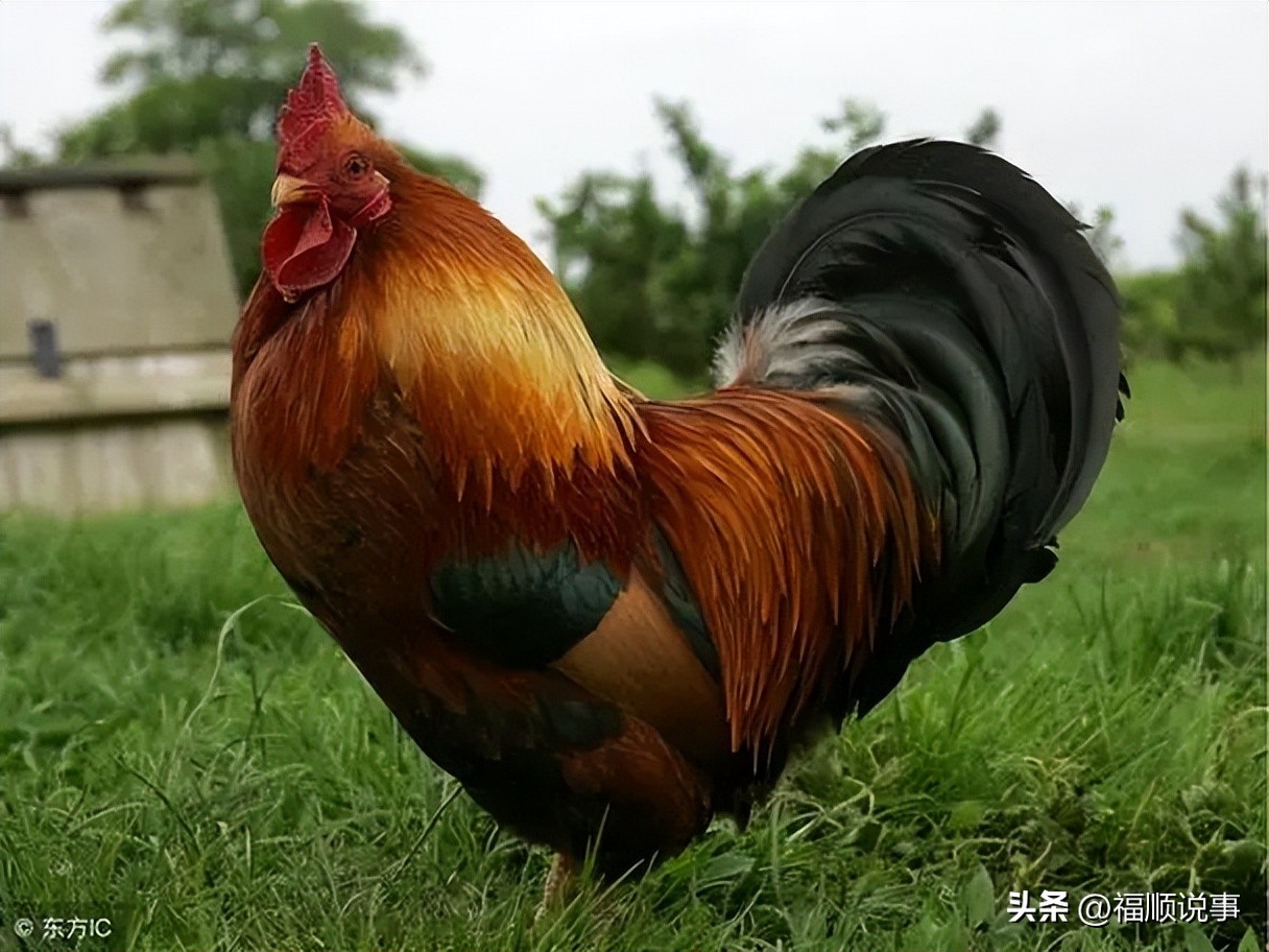 属鸡人生于什么月好_属鸡的出生月份最好_属鸡的几月出生最好