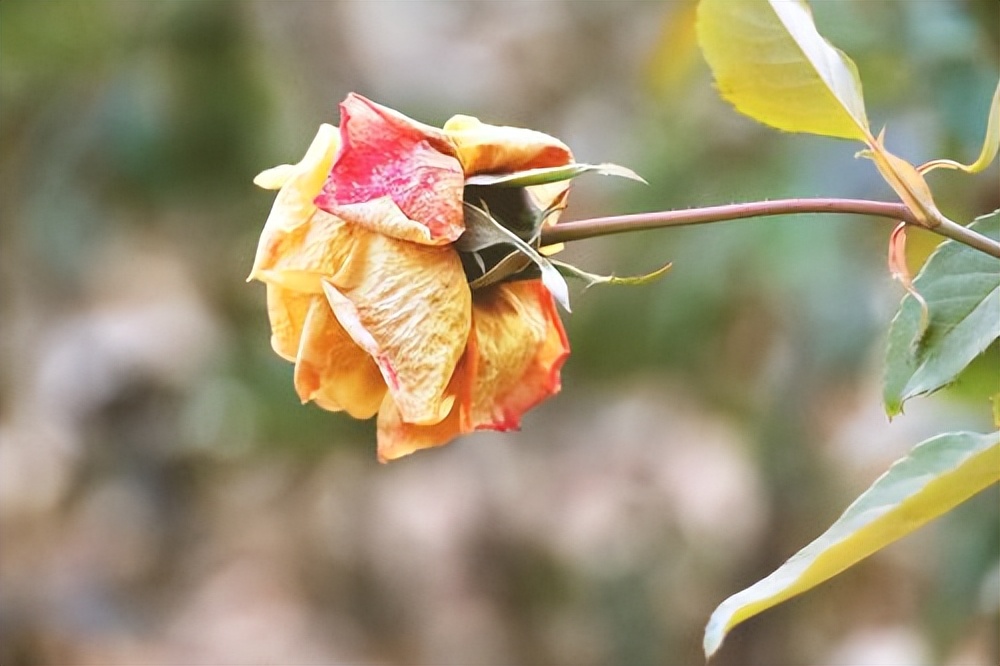 镜花水月是什么生肖?_水月镜花是成语么_水月镜花的意思