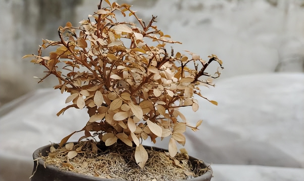 水月镜花是成语么_镜花水月是什么生肖?_水月镜花的意思