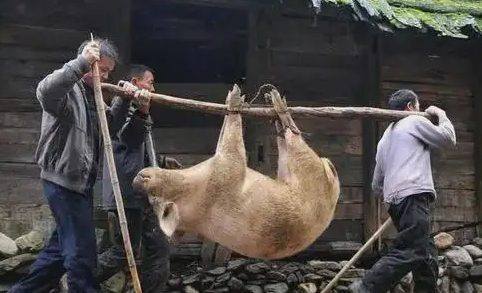 做梦杀猪梦见猪肉_做梦梦见杀猪_做梦杀猪梦见一男一女