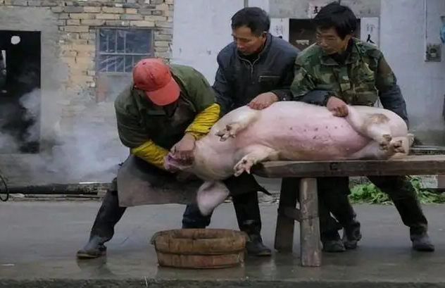 做梦杀猪梦见一男一女_做梦梦见杀猪_做梦杀猪梦见猪肉