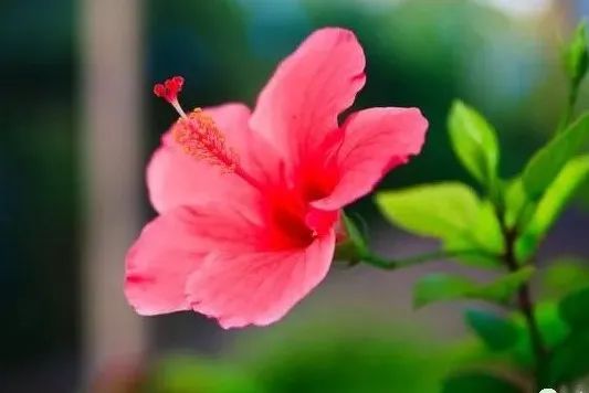 八字桃花命书测算_八字桃花命书_大师测算_八字桃花命书