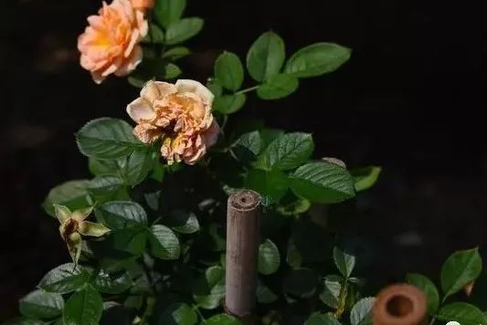 八字桃花命书测算_八字桃花命书_八字桃花命书_大师测算