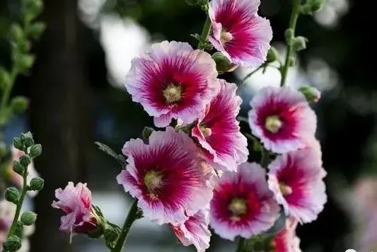 八字桃花命书测算_八字桃花命书_八字桃花命书_大师测算