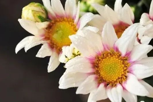 八字桃花命书测算_八字桃花命书_八字桃花命书_大师测算
