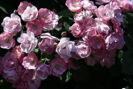 八字桃花命书_八字桃花命书_大师测算_八字桃花命书测算