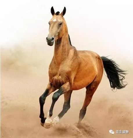 1942年属什么生肖_2020是什么生肖属年_生肖属年龄