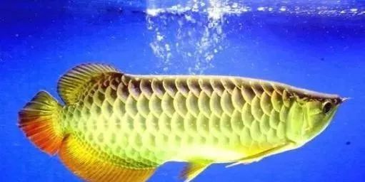 死鱼梦见很多鱼在水里_梦里很多死鱼_梦见很多死鱼