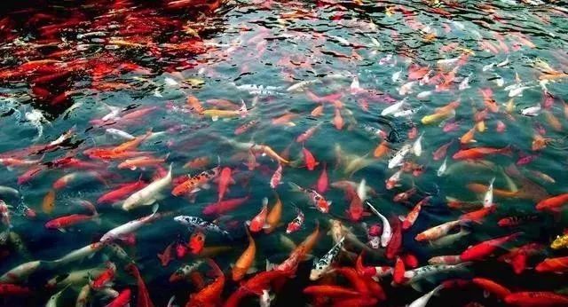 梦见很多死鱼_梦里很多死鱼_死鱼梦见很多鱼在水里