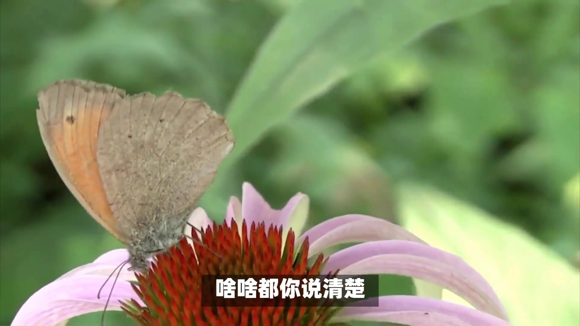 看相_看相是什么意思_看相算命真的很准确