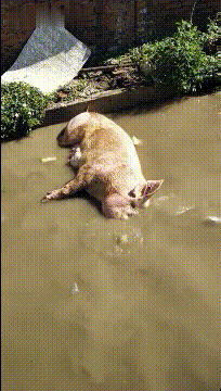 属猪本年命运怎么样_属猪本命年份_本命年猪