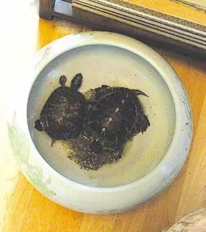 钱文忠讲课_钱文忠视频_钱文忠博客