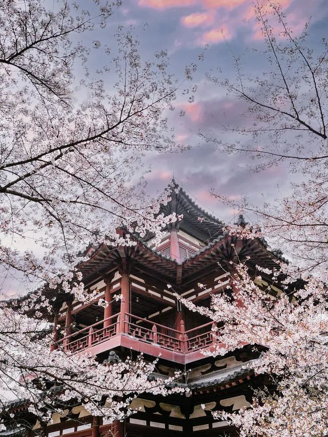 天堂鸟_天堂旅行团_80天堂