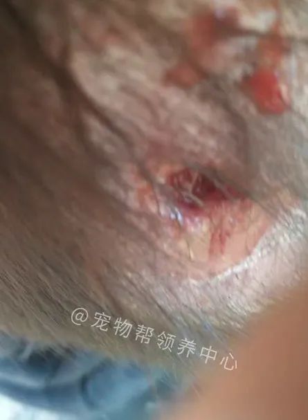 看门狗程序_程序看门狗不复位_程序看门狗英文